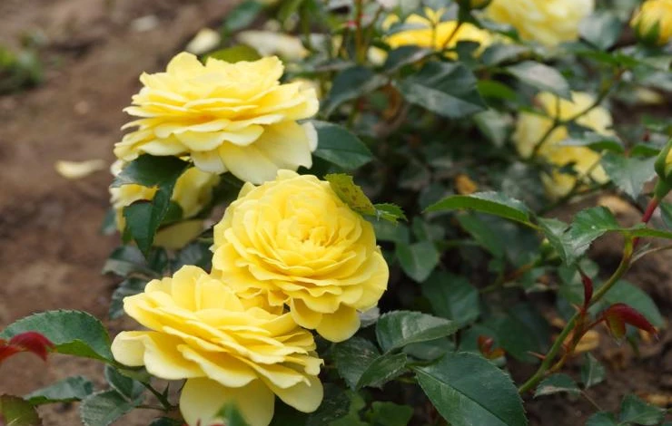 роза флорибунда для подмосковья