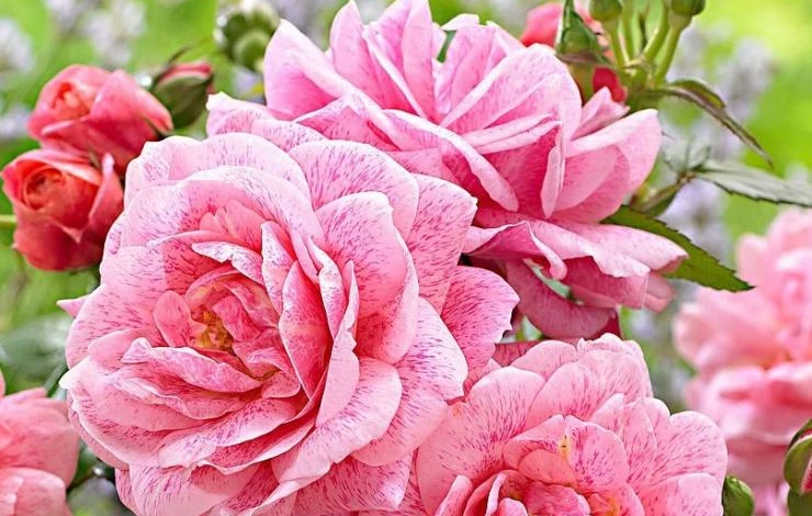 плетистая роза сорт камелот