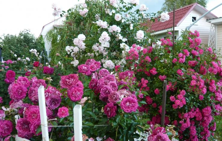 сорта плетистых роз для подмосковья
