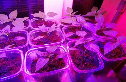 люминесцентные лампы для рассады