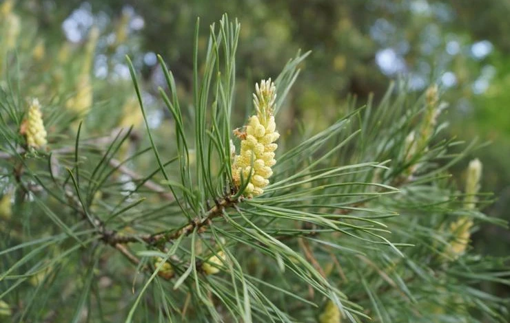 натуральные препараты состав