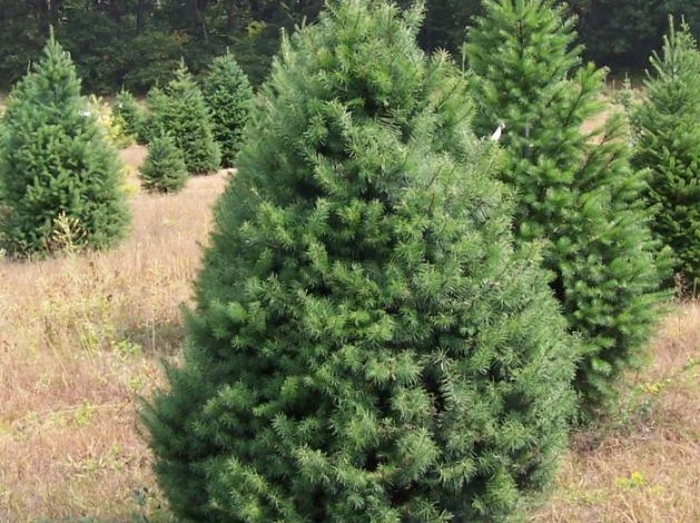 пихта сибирская