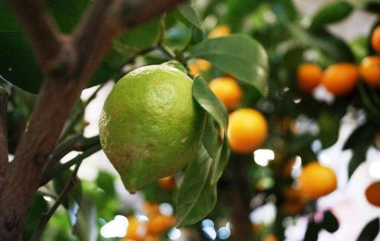 лимон в домашних условиях