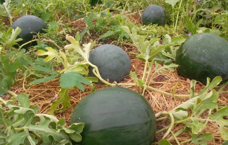 сорта бахчевых николай хорошев