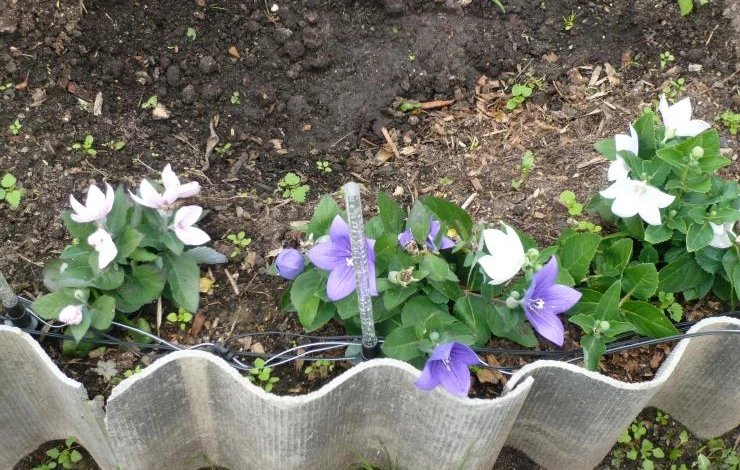 колокольчик платикодон