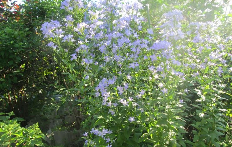 колокольчик в дизайне