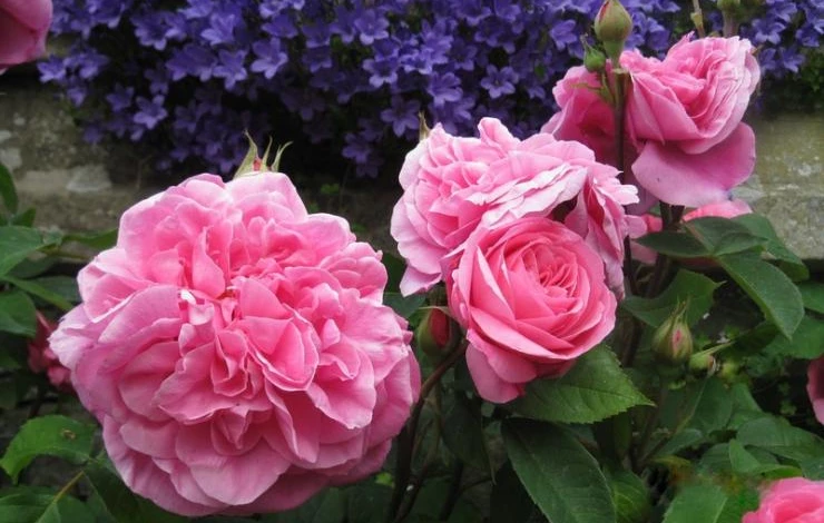 колокольчик с розами цветник