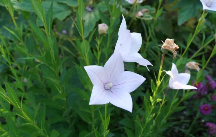 колкольчик в дизайне