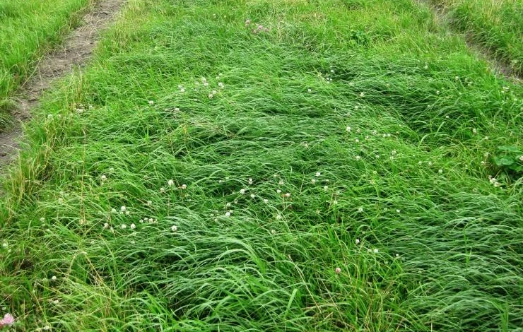 луговые газоны для дачи