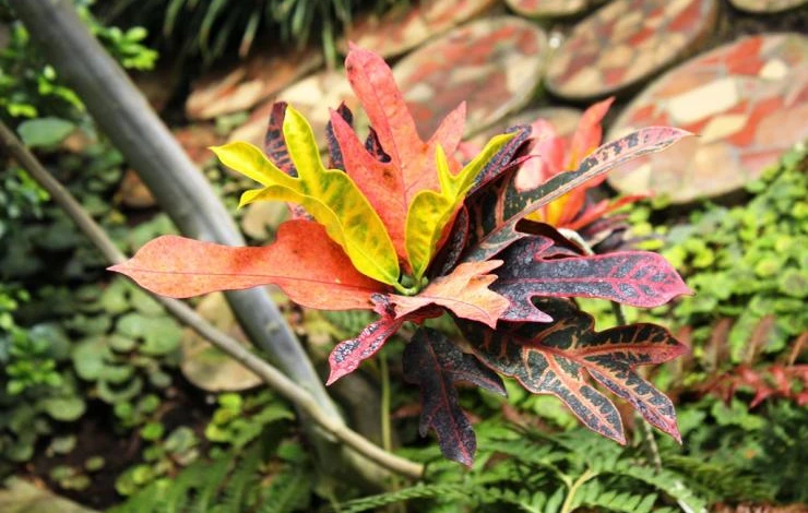 правила полива комнатных