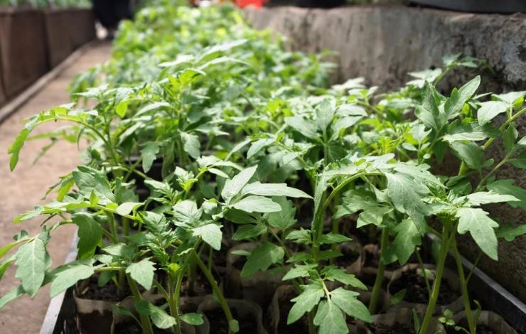 подкормка рассада томатов