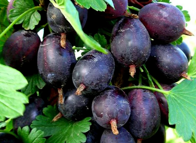 Крыжовник сорт Черносливовый