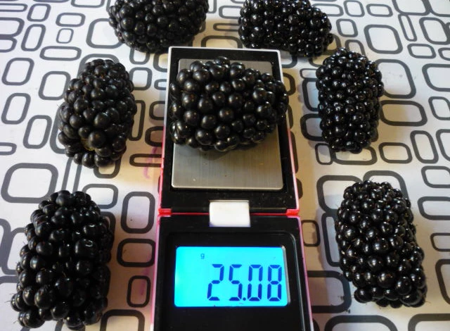 Ежевика ягода вес