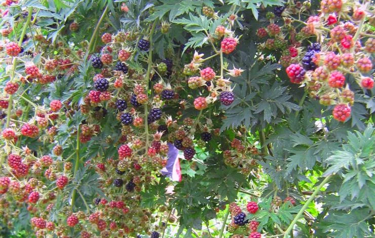 Урожай ежевики