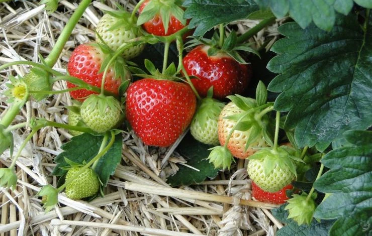 клубника солома