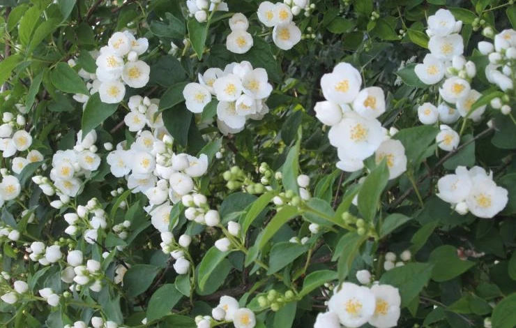 чубушник воздушный десант