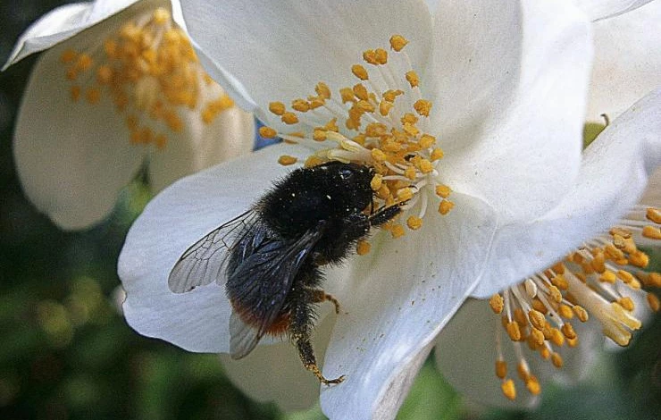 чубушник как ухаживать