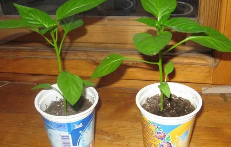 как выращивать рассаду перца