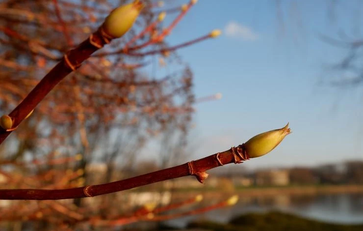 когда собирать почки