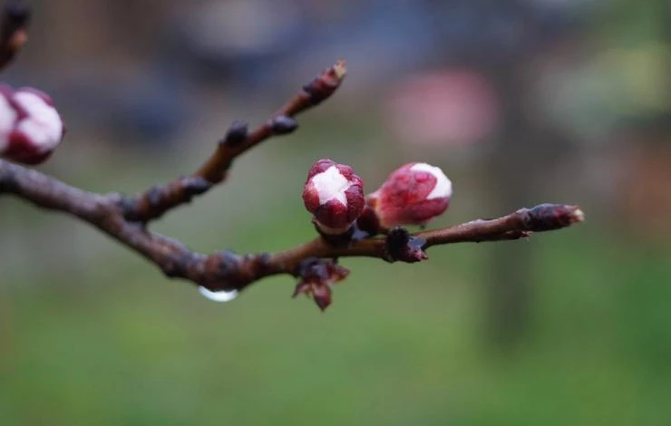 применение почек