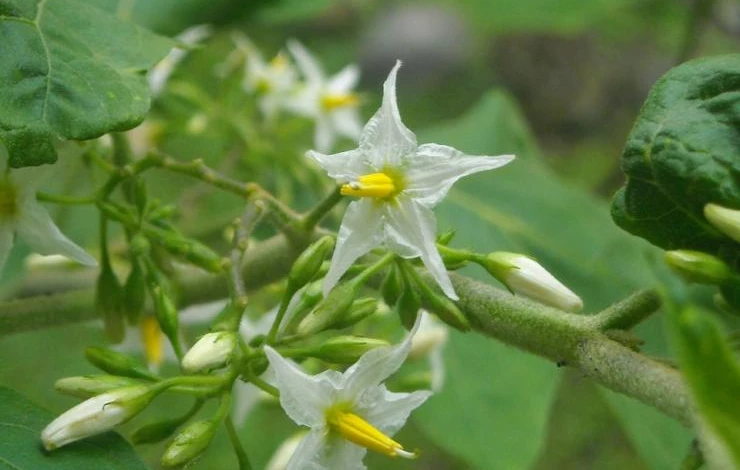 как выращивать рассаду перца баклажана