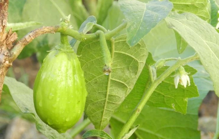 посадка перца баклажан на рассаду