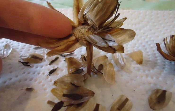 размножение георгин семенами