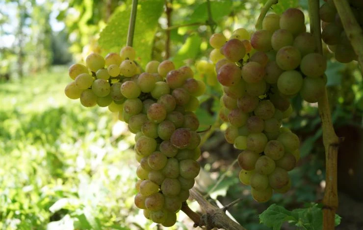 проращивание черенков винограда