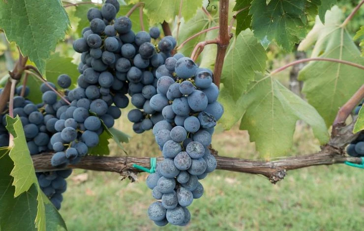 размножение винограда черенками