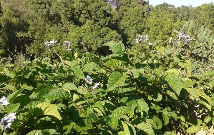 картофель по митлайдеру