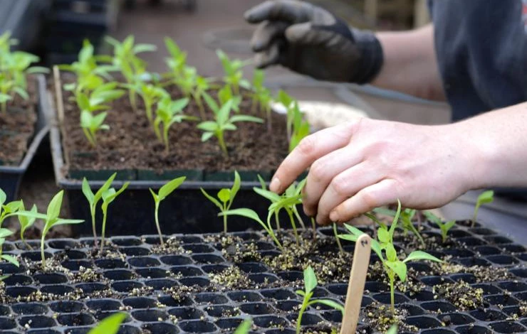 успешная пикировка перца