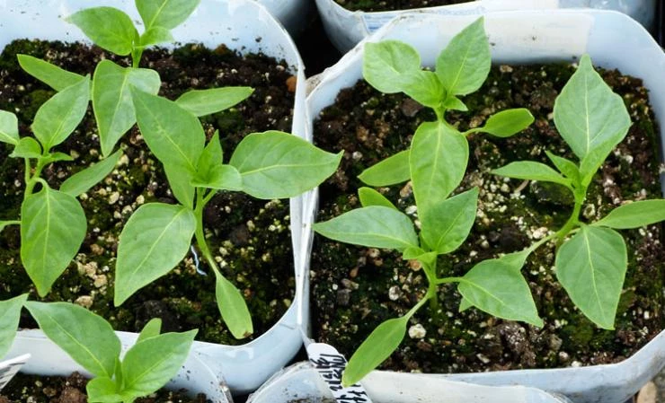 когда пикировать перец