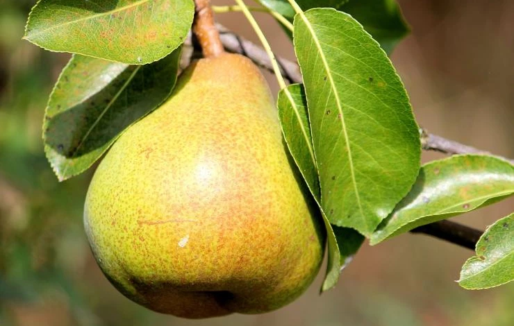 описание сортов колоновидных груш