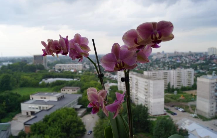 как бороться с вредителями комнатных растений