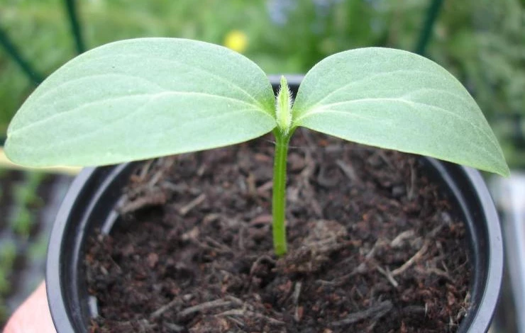 когда сеять огурцы на рассаду