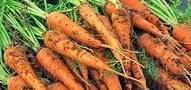 сорт моркови Тайфун