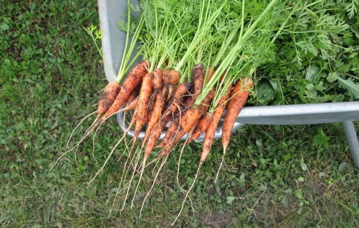 уход за морковью