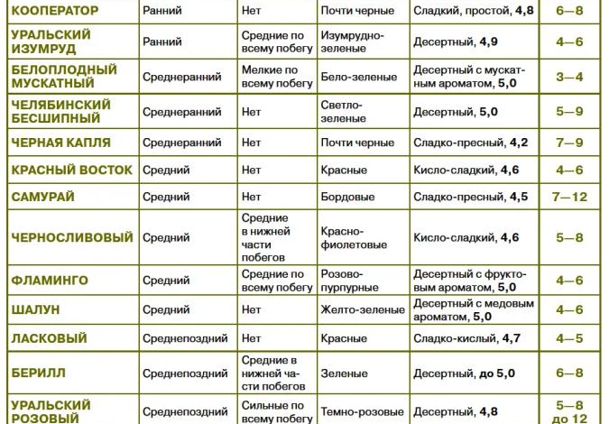 сорта крыжовника новосибирская область