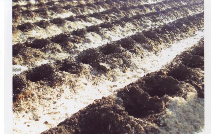 способы улучшения плодородия почвы