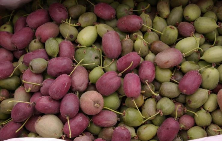 актинидия киевская сорта