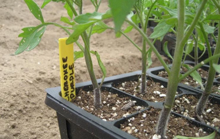 удобрения для рассады помидор