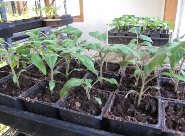 атлет для рассады томатов