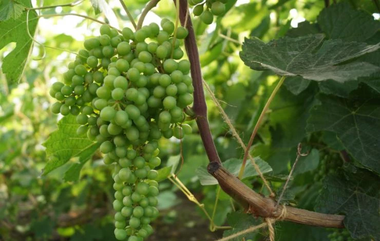 как вырастить виноград в теплице