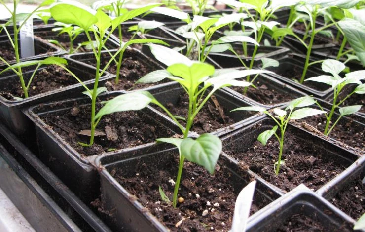 перец рассада посев для открытого грунта