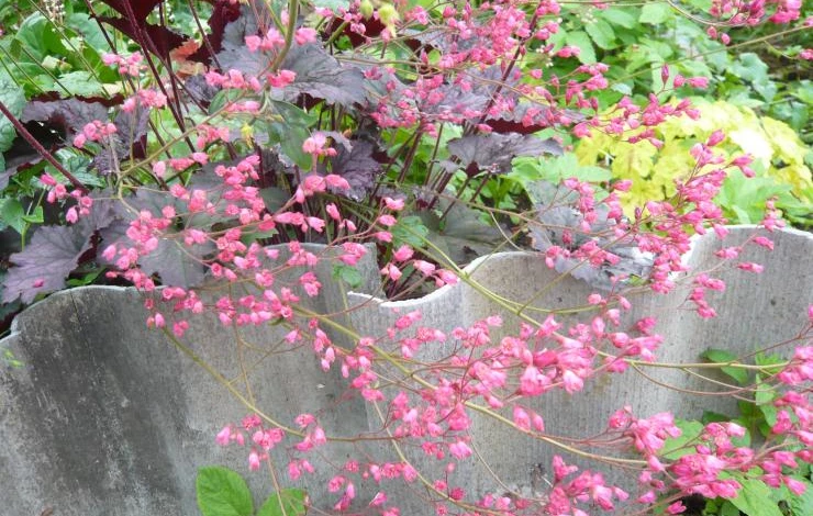 гейхера посадка и уход