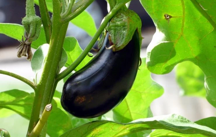 выращивание рассады баклажанов