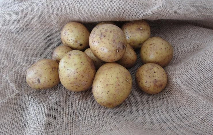 посадка картофеля под солому