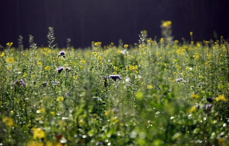 картофель без окучивания под сидератами