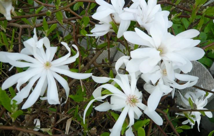 сорта магнолии