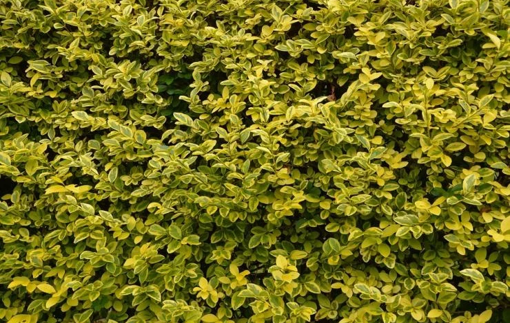 кустарники для живой изгороди список